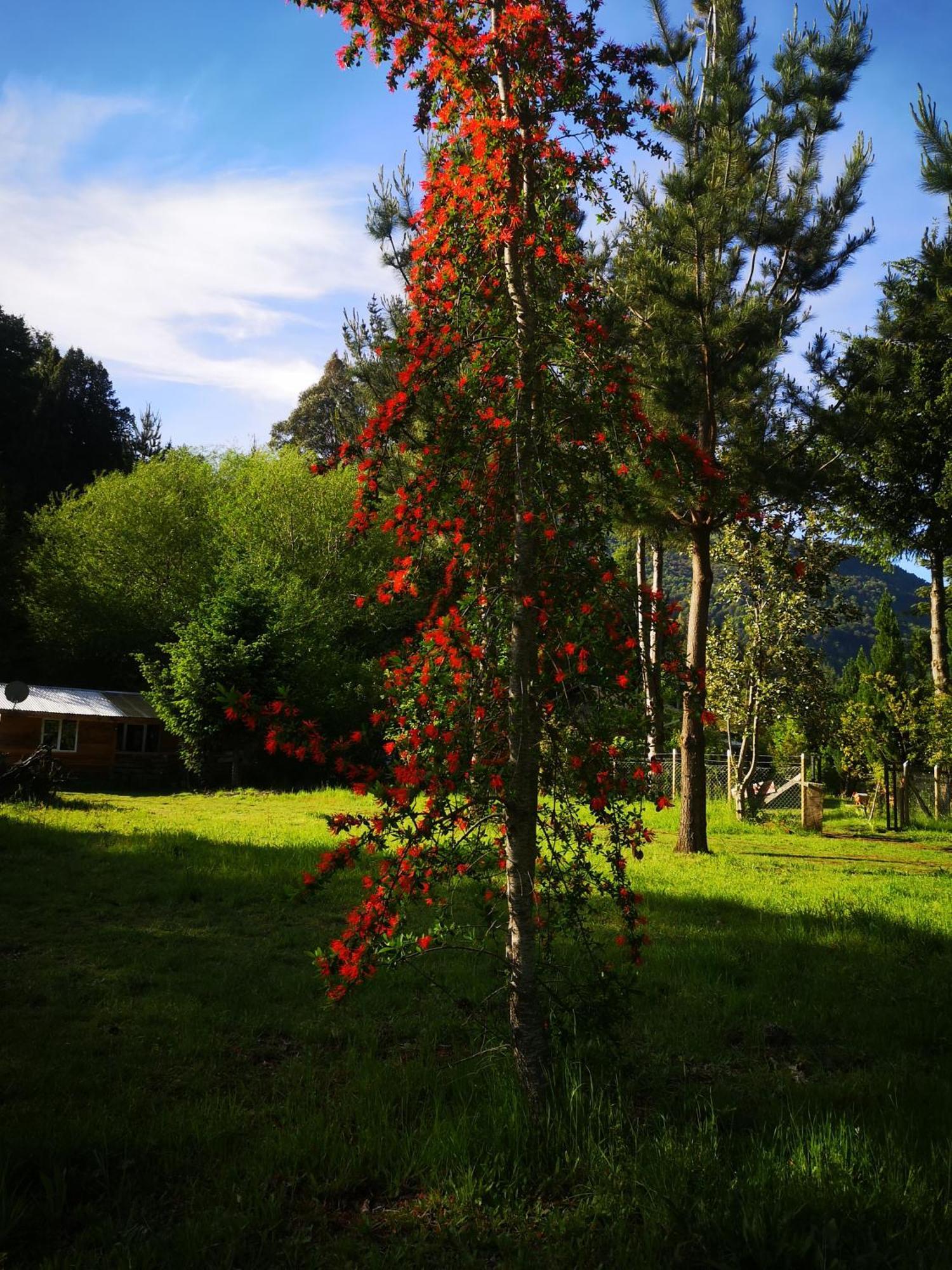 Cabana May Pao, Para 3 En Melipeuco Cerca Del Parque Nacional Conguillio Exterior foto